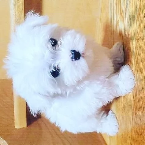 toy maltese (())