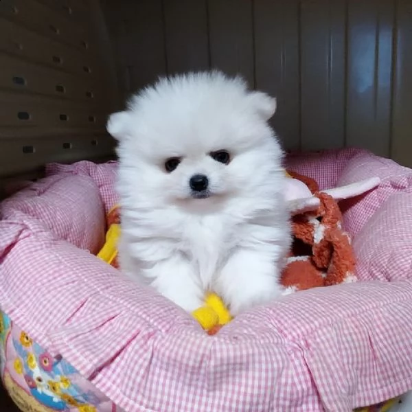 pomeranian valpino::::: | Foto 0