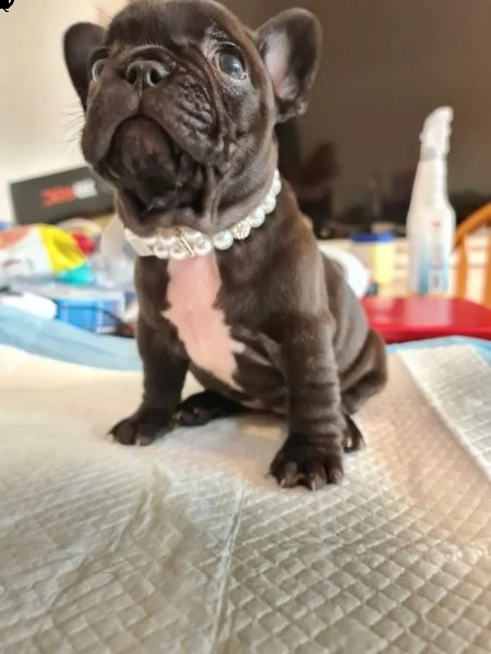 dolcissimo bouledogue francese blue | Foto 0
