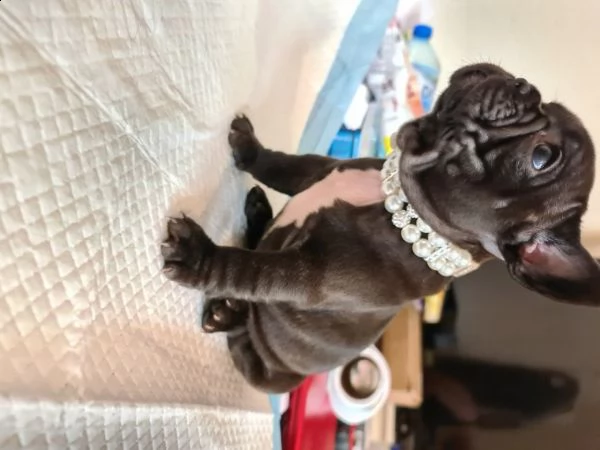 dolcissimo bouledogue francese blue