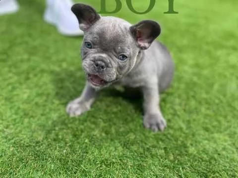 stupendi cuccioli di bouledogue francese | Foto 0
