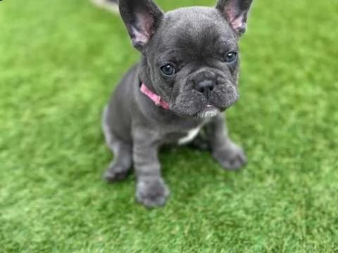 stupendi cuccioli di bouledogue francese