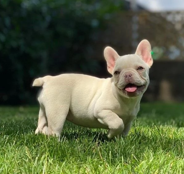 prenotazione di bouledogue francese | Foto 1