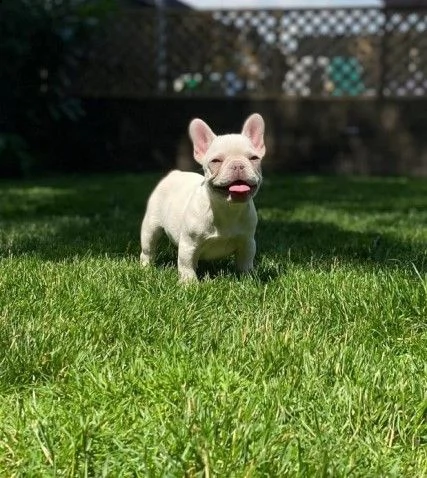 prenotazione di bouledogue francese | Foto 0