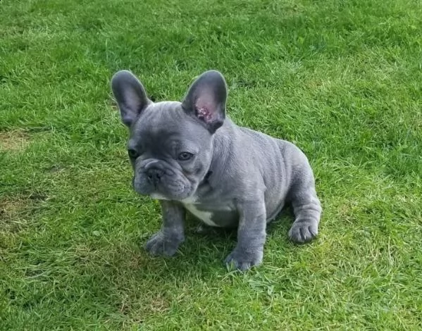 prenotazione di bouledogue francese