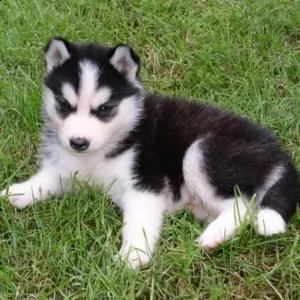 cucciolo di husky | Foto 1