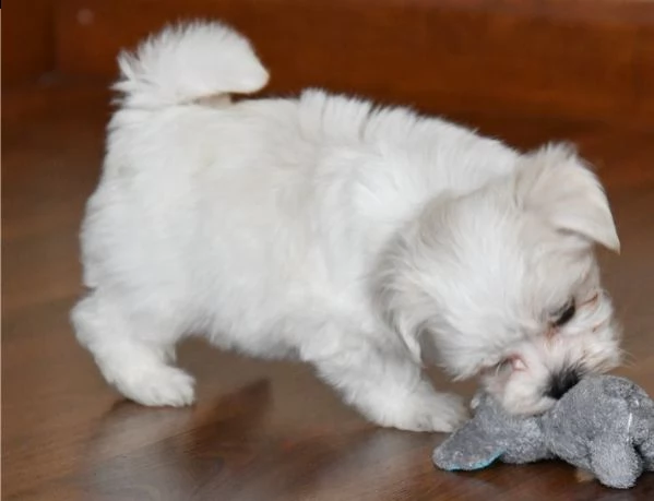 cucciolo di maltese maschio e femmina