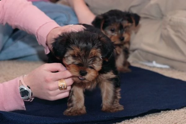 cuccioli di yorkshire toy