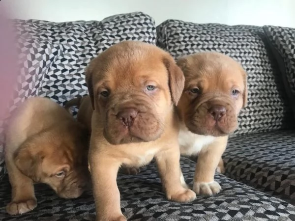 bellissimo spettacolo di qualità dogue de bordeaux's
