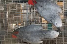 adorabili pappagalli grigi africani