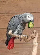 pappagallo cenerino africano parlante giovane e affettuoso