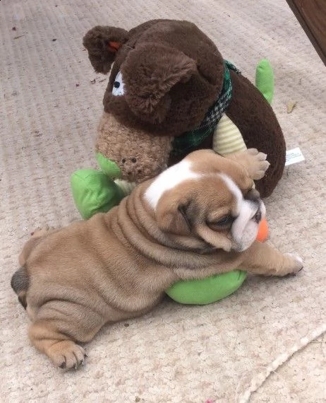 bellissimi cuccioli di bulldog inglese in adozione gratuita. scrivici per maggiori dettagli e immagi