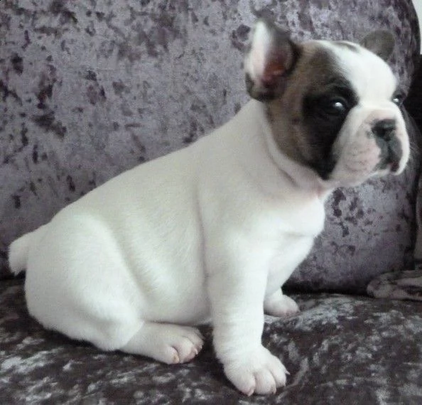 bellissimi cuccioli di bulldog francese in adozione gratuita. scrivici per maggiori dettagli e immag
