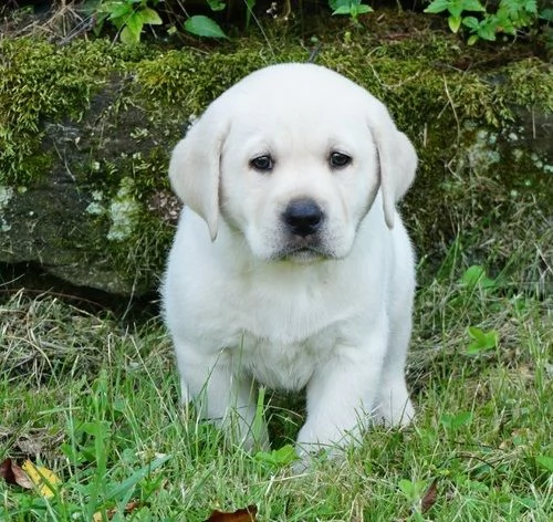 bellissimi cuccioli di labrador retriever in adozione gratuita. scrivici per maggiori dettagli e imm