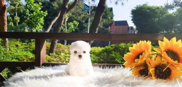 bellissimi cuccioli di micro teacup maltese in adozione gratuita. scrivici per maggiori dettagli e i