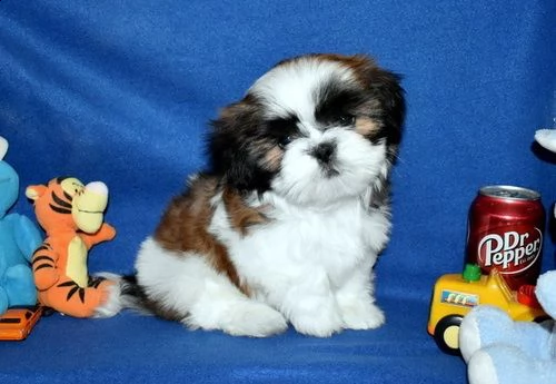 3 bellissimi cuccioli di shitzu in adozione gratuita. scrivici per maggiori dettagli e immagini a:  