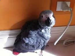 pappagalli grigi del congo