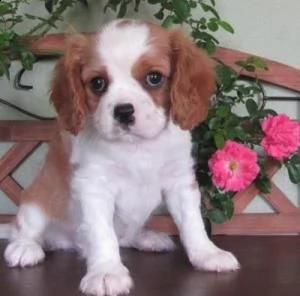 cuccioli di cavalier king registrati akc