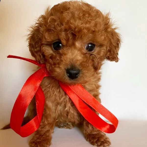 regalo barboncino mini