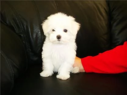 regalo cuccioli di maltese taglia piccola   disponibili bellissimi cuccioli di maltese taglia piccol