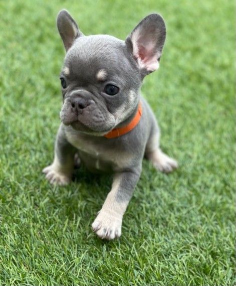 cucciolo bouledogue francese | Foto 1