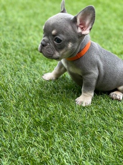 cucciolo bouledogue francese | Foto 0