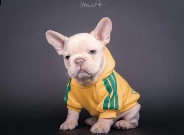 bouledogue francese bianco e nero | Foto 1