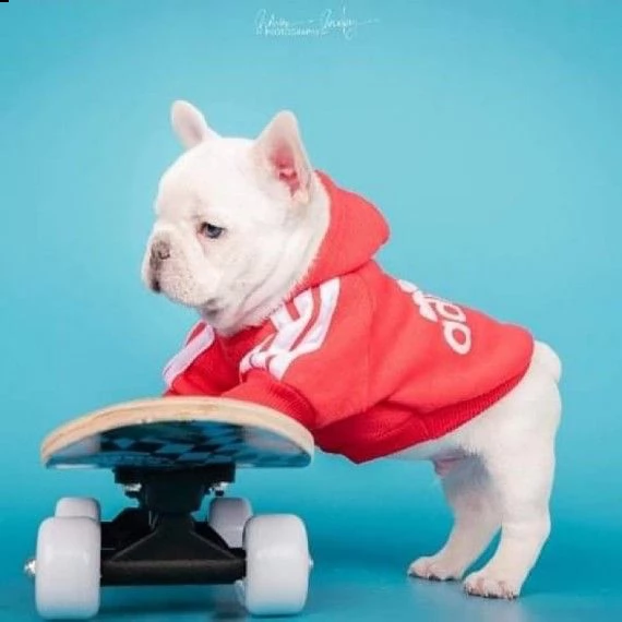 bouledogue francese bianco e nero | Foto 0