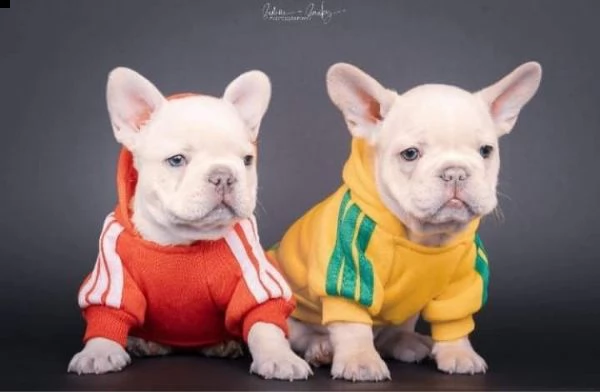 bouledogue francese bianco e nero