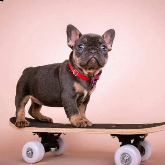 2 piccole bouledogue francese