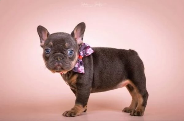 2 piccole bouledogue francese | Foto 0
