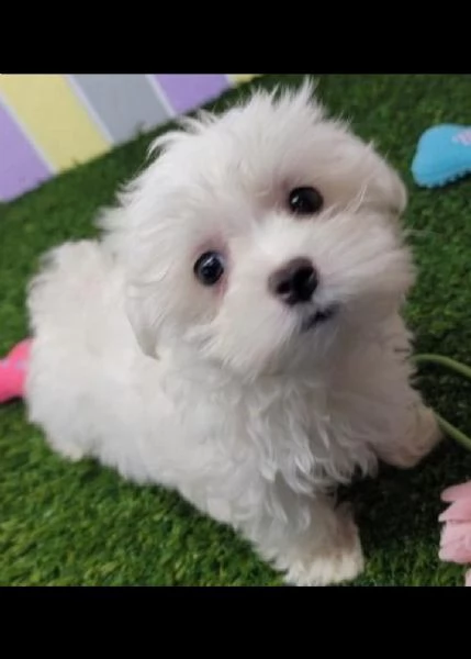 vendo adorabili cuccioli maltesi | Foto 1
