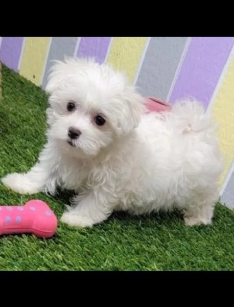 vendo adorabili cuccioli maltesi