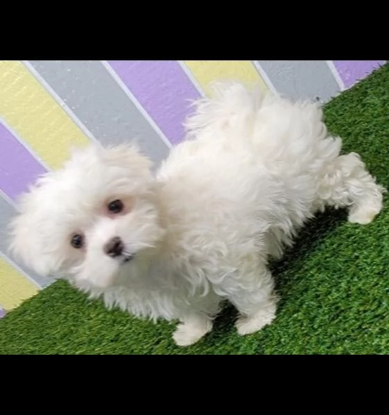 vendo adorabili cuccioli maltesi | Foto 0