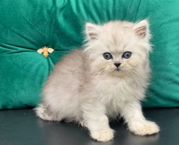 gattini persiano occhi blue | Foto 1