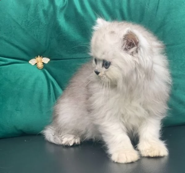 gattini persiano occhi blue | Foto 0