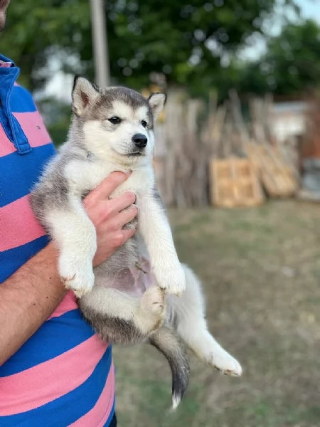 cuccioli di siberian husky, due femmine e un maschio,