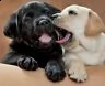 cuccioli miele di labrador retriever con pedigree