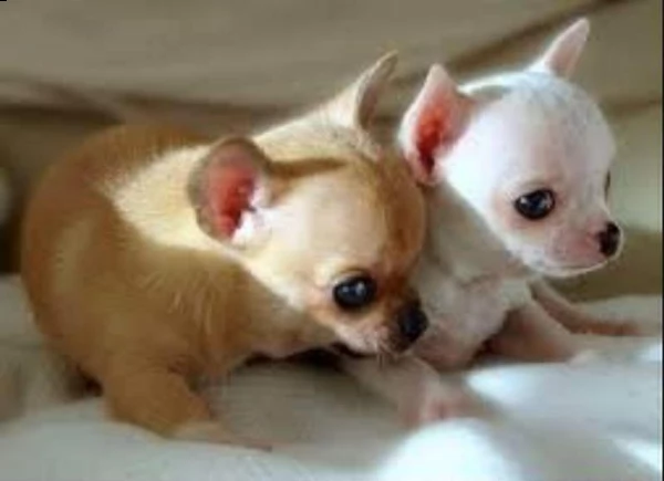 cucciolini di chihuahua mix pinchers , di 90 giorni,