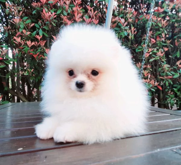  pomerania nano di 3 mesi