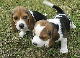 bellissimo cucciolo di bigol intrigantissimo dolcissimo