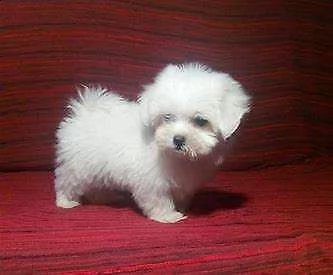 cucciolo di maltese mini toy bellissimo