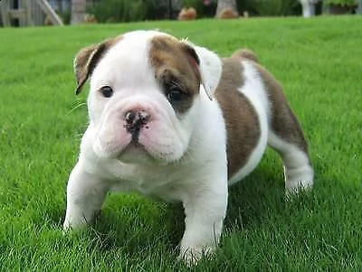 bellissimo cucciolo di bulldog inglese dolcissimo affettuosissimi