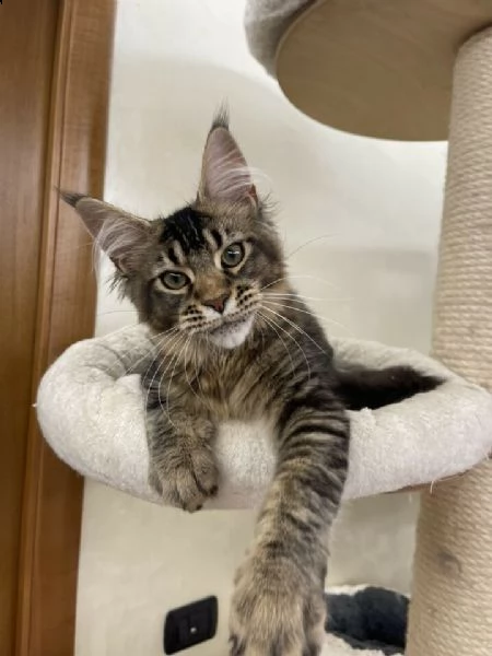 bellissimo e dolcissimo maschio di maine coon