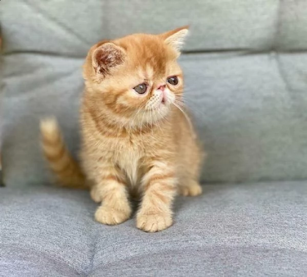 disponibile bellissimo gattino di razza exotic shorthair 