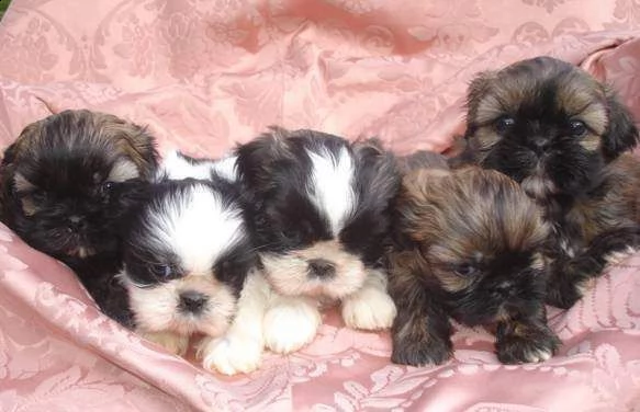 cucciolo di schitzu e maltese mini toy eccellentissimo 