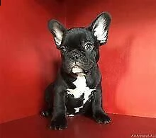 disponiamo cucciolo di bull dog francese perfettissimo inteligentissimo e generosissimo