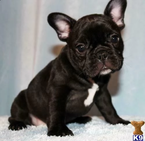 cucciolo di bull dog francese perfettissimo bravissimo 