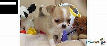 cucciolo di chiwawa mini toy 