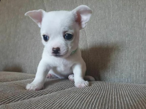 disponiamo cucciolo di pincher chiwawa toy 